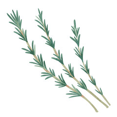 ローズマリーの葉　水彩風手描きイラスト