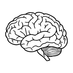Detailed illustration of human brain anatomy in black and white. Vector hand-drawn doodle illustration
