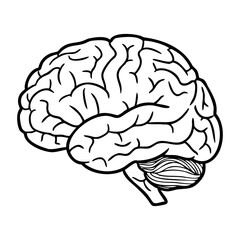 Anatomical outline of human brain highlighting cerebrum and cerebellum. Vector hand-drawn doodle illustration