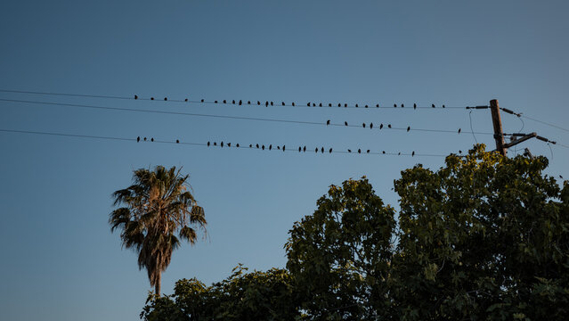 Flock of Birds Perched on Power Lines at Dusk