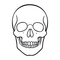 Obraz premium Detailed human skull outline with front view and prominent features. Vector hand-drawn doodle illustration