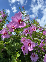 Hibiscus pink blooms beautiful shrub