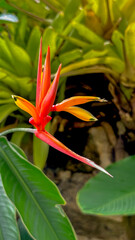 A vibrant Parrot Heliconia flower (or Parakeet flower) in shades of red and orange, with dark yellow sepals, emerging from lush green foliage in a tropical garden, showing its unique beauty.
