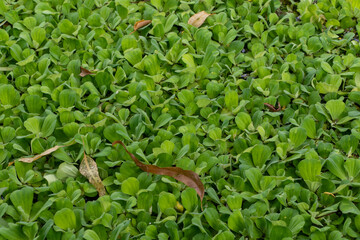 Vast Water Hyacinth Carpet: Lush Green Pond Surface 4K HD