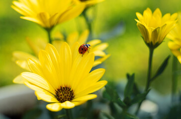 A yellow flower with a ladybug on a petal. A red ladybug crawls over a flower.