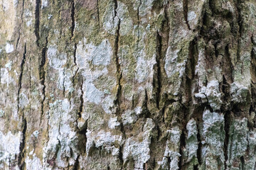 Natural Tree Trunk Texture: Detailed Bark Background 4K HD