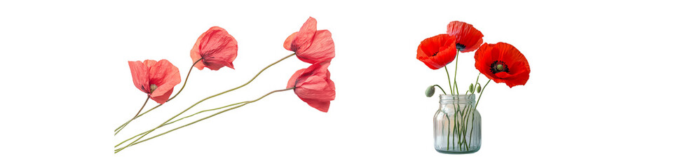 Red poppy flowers isolated on transparent background &ndash; some arranged in a glass jar, others as loose stems &ndash; symbolizing simplicity, nature, and remembrance.