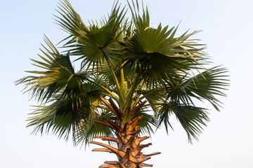 Palmyra Palm Top: Close-Up Against Clear Sky 4K HD