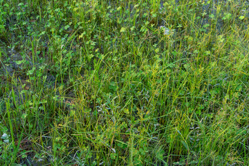 Wetland Ecosystem: Four-Leaf Clovers in Tranquil Swampy Field