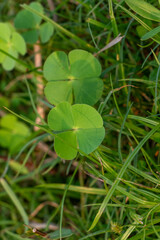Rare Four Leaf Clover Patch: Detailed Natural Luck Symbol