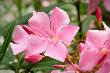 Fototapeta premium Nerium oleander single pink blossom and and unopened buds of an oleander bush or rose bay and rose laurel in a backyard