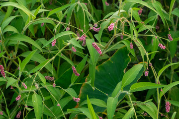 Pink Knotweed Flowers: Wild Green Plant Background 4K HD