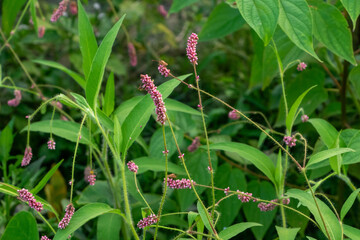 Pink Knotweed Flowers: Wild Green Plant Background 4K HD