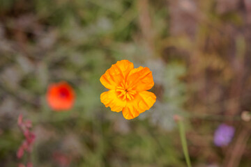 Obraz premium Beautiful flowers in the Eden Project attraction in the county of Cornwall, England