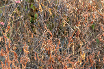 Weathered Bush Detail: Rustic Natural Background