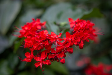 Beautiful flowers in the Eden Project attraction in the county of Cornwall, England
