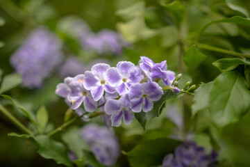 Beautiful flowers in the Eden Project attraction in the county of Cornwall, England