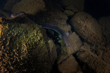 European eel is hiding at the bottom.  A fish that looks like a snake. Ell is looking for food on the bottom during the night dive.

