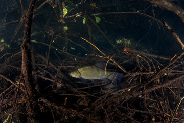 A tench is swimming at the edge of the lake. A doctor fish swims in the water. Life in European...