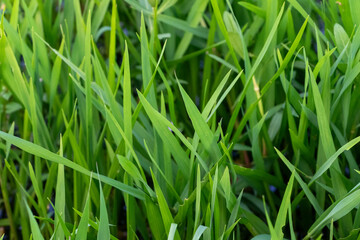 Macro Green Grass Texture: Detailed Nature Background 4K HD