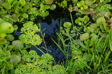 Water Hyacinth Detail: Serene Micro Ecosystem in Water