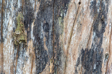 Natural Old Rustic Tree Trunk Texture: Weathered Bark 4K HD
