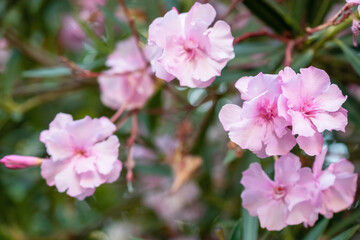 Pink oleander flowers blooming in the garden, stock photo