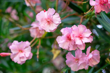 Pink oleander flowers blooming in the garden, stock photo