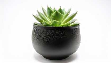 succulent plant in a black pot with water droplets isolated on a white background perfect for home decor and gardening enthusiasts