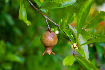 Pomegranate fruit on a tree branch with green leaves.