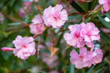 Pink oleander flowers blooming in the garden, stock photo