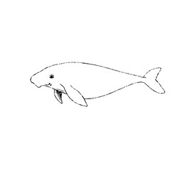 Gentle Dugong: A charming line art illustration showcases a cute dugong swimming gracefully, its gentle features and serene expression highlighted in black and white.