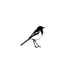 White Wagtail Bird: A simple black and white line art illustration of a white wagtail bird, showcasing its elegant posture and distinctive markings against a clean white background.