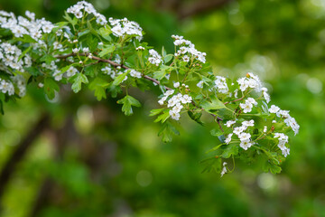 The blossom of a Hawthorn tree, Crataegus monogyna, in spring. Close-up of the flowers of Crataegus. Hawthorn (Crataegus oxyacanta) is a medicinal plant.
