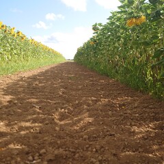 path in the field