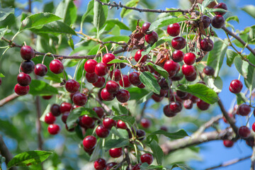 Closeup view of ripe cherries hanging from a branch with green leaves
