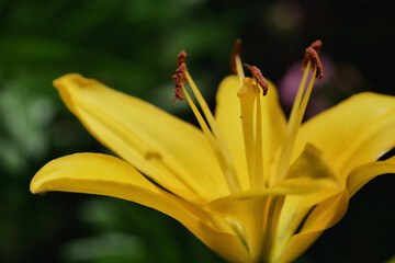 Gelbe Lilienblüte im Sommer
