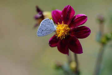 Dahlie mit Bläuling