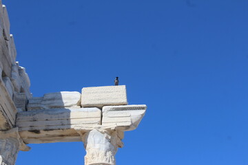 bird on a temple of apollo