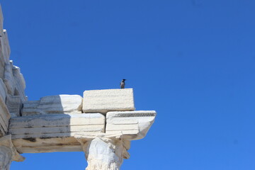 bird on a temple