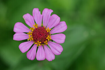 Obraz premium Zinnienblüte im Garten
