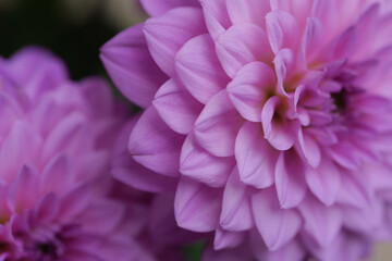 Dahlienblüten ganz nah