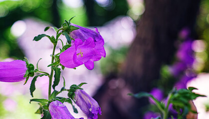 Purple bellflowers in bloom. Close-up of purple bellflowers. Set against a softly blurred background that enhances their beauty. Selective focus.