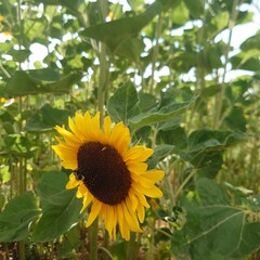 Obraz premium sunflower in the garden
