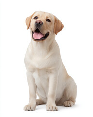 labrador retriever puppy on white