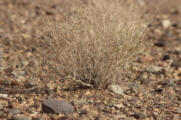 desert plant close up