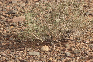 desert plant close up