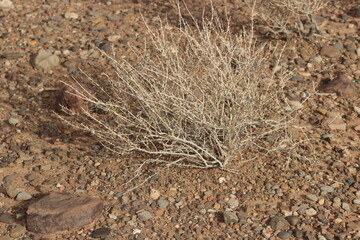 desert plant close up