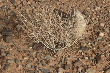 desert plant close up