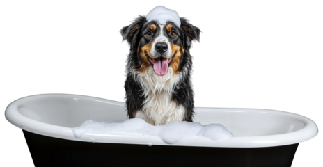 a happy australian shepherd dog in a bubble bath with shampoo foam on its head